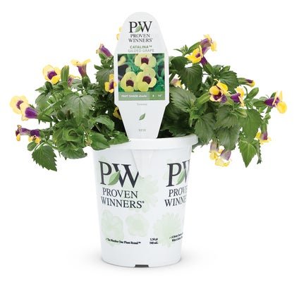 Torenia Catalina Gilded Grape - LandscapeDirect