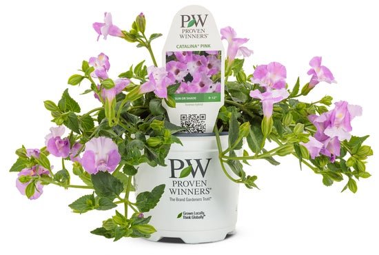 Torenia Catalina Pink - LandscapeDirect