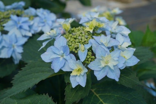 Tuff Stuff AhHa Reblooming Mountain Hydrangea - LandscapeDirect