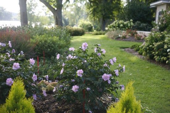 Pollypetite¬¨¬Æ  Rose of Sharon  