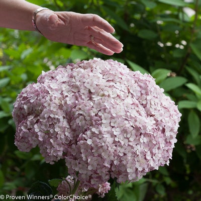 Incrediball¬¨¬Æ Blush  Smooth hydrangea 