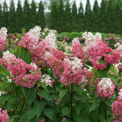 Pinky Winky¬¨¬Æ  Panicle Hydrangea 