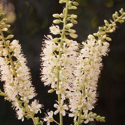 Vanilla Spice Summersweet - LandscapeDirect