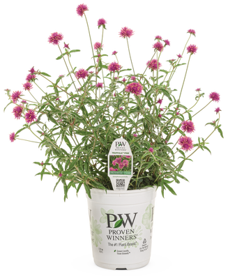 Gomphrena Truffula™ Pink