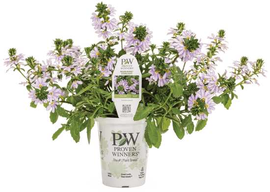 Whirlwind Starlight - LandscapeDirect