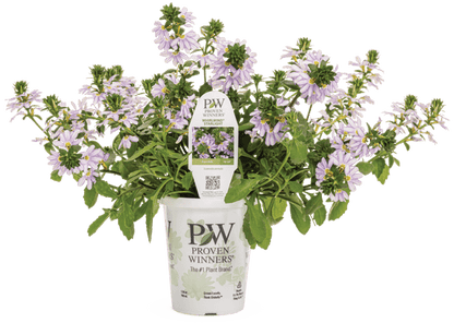 Whirlwind Starlight - LandscapeDirect