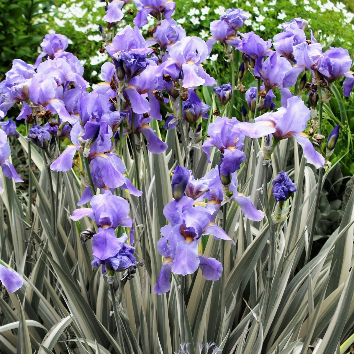 White Variegated Sweet Iris - LandscapeDirect