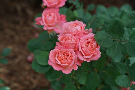 Reminiscent¬¨¬Æ Coral  Rose 