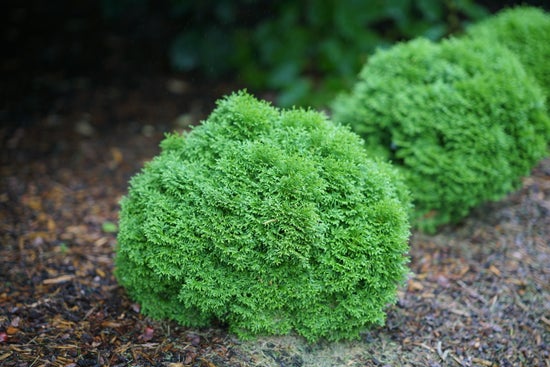 Tater Tot¬¨¬Æ  Arborvitae 