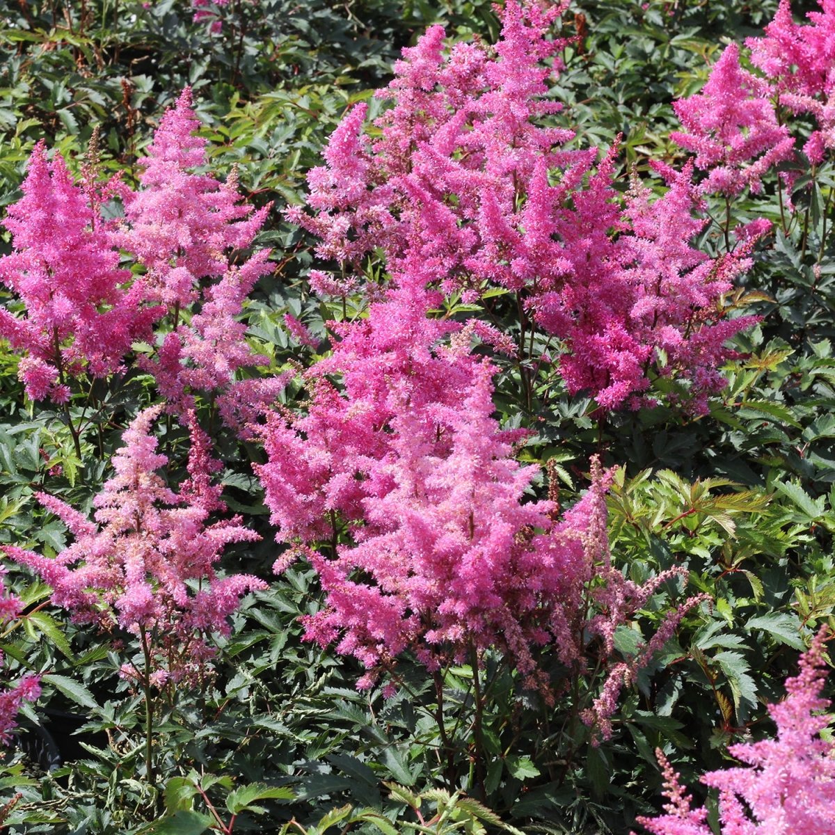 Younique Lilac False Spirea - LandscapeDirect