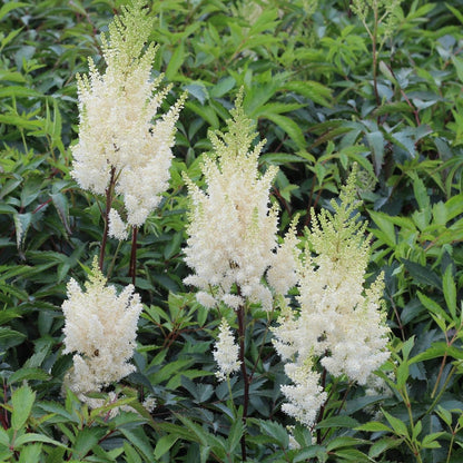 Younique White False Spirea - LandscapeDirect